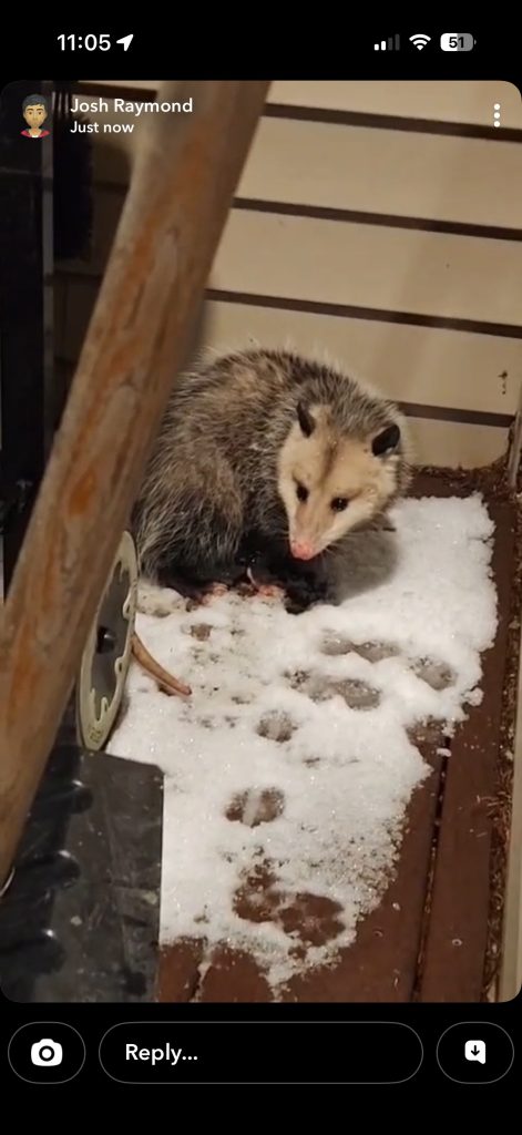 Episode 92: playing possum? Episode 92: playing possum?